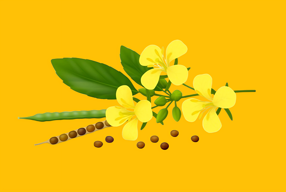 Afson Seeds - Mustard and Conola Seeds