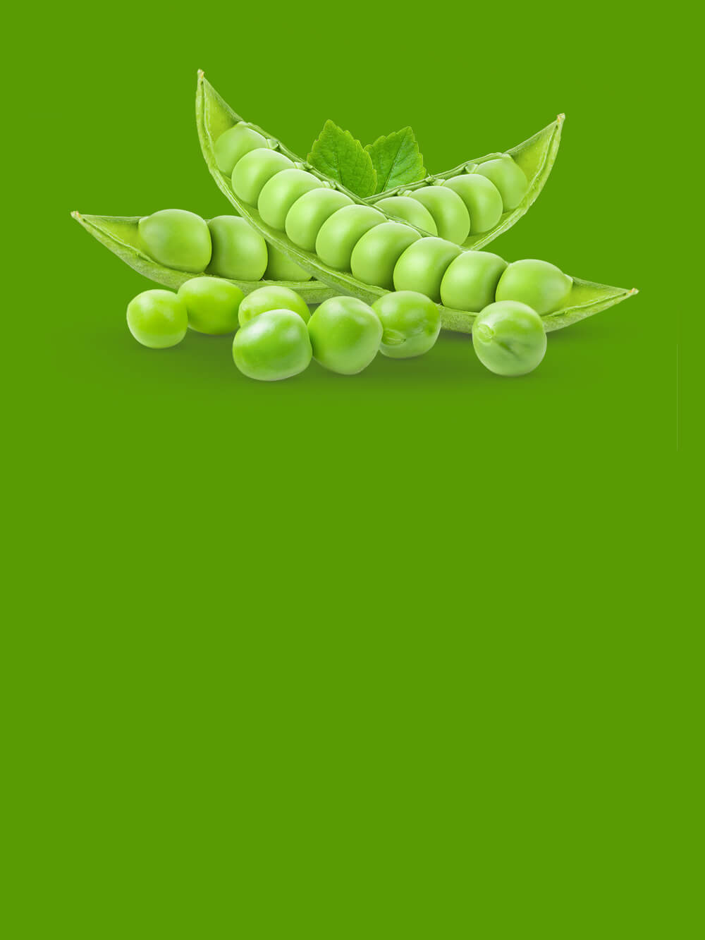 Afson Seeds Pea