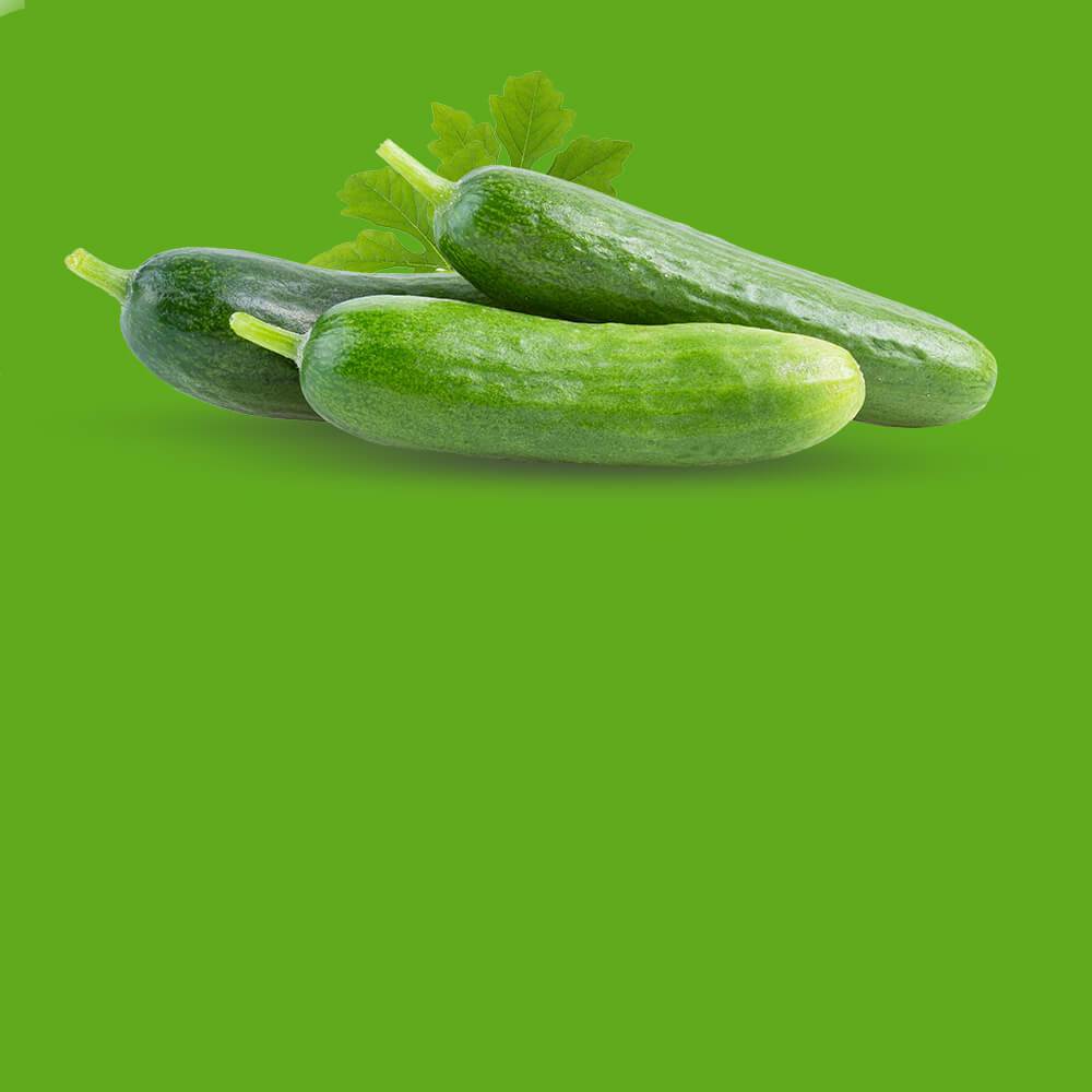 Afson Seeds Cucumbers